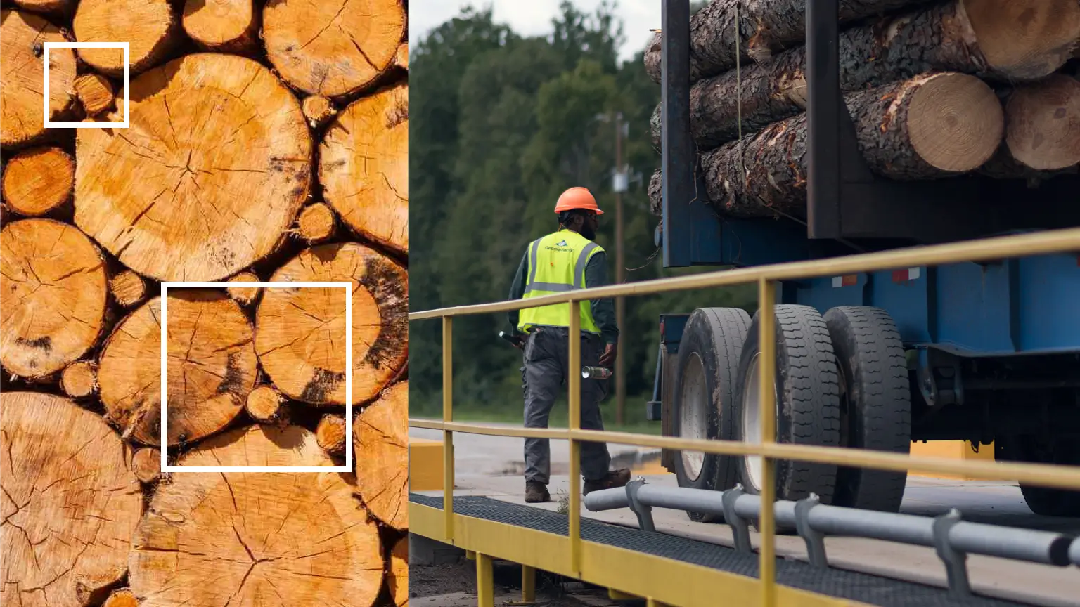 Photos of GP worker checking logging truck and close up of rings on cut trees.